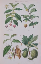 Coffee, Tea, Chocolate and Breadfruit, Plate from a Botanical Study, Engraved by J. Bishop